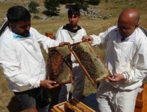 Sağım başladı: Şifa deposu sedir balı arıcıların yüzünü güldürdü