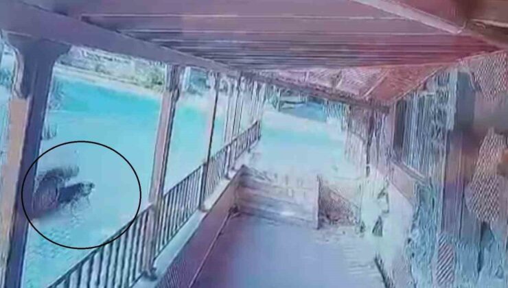 Sürücü yol ortasında yatan köpeğin üzerinden geçti