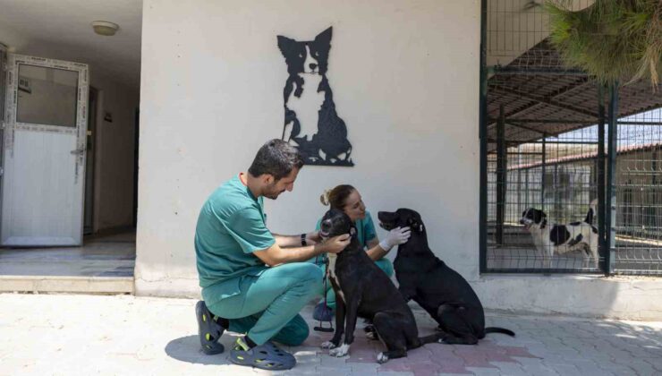Veteriner hekim Benli: “Geçen yıl 6 bin patili dostumuzu kısırlaştırdık”