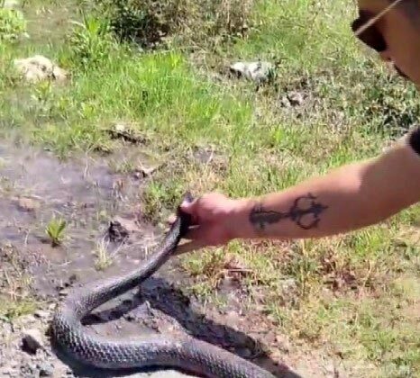 Yılancı Kemal’in yakaladığı yılana nasihat verdiği anlar tebessüm ettirdi