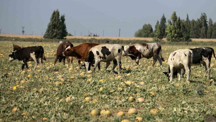 300 dönüm arazideki kavunu hayrına bırakmıştı, toplanmayan binlerce kavun hayvanlara yem oldu