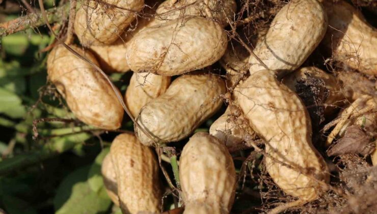 Adana Tarım ve Orman İl Müdürü Kökçüoğlu: “Yer fıstığının Türkiye genelindeki üretiminin yüzde 50’si ilimizde yetiştiriliyor”