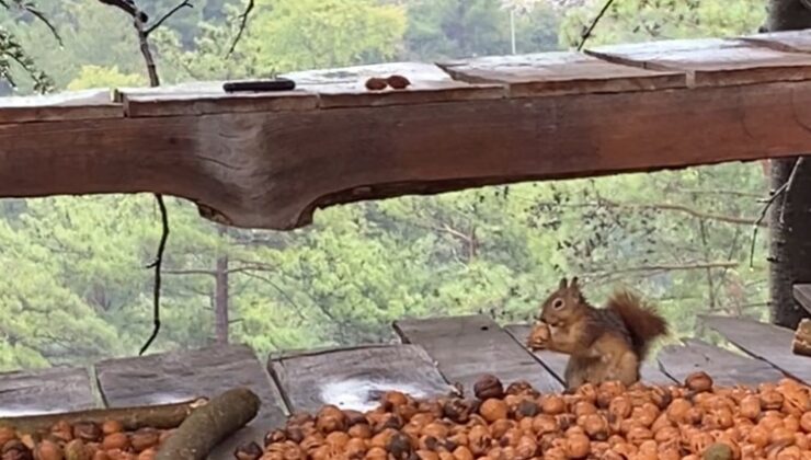 Adana’da ceviz hasadı başladı