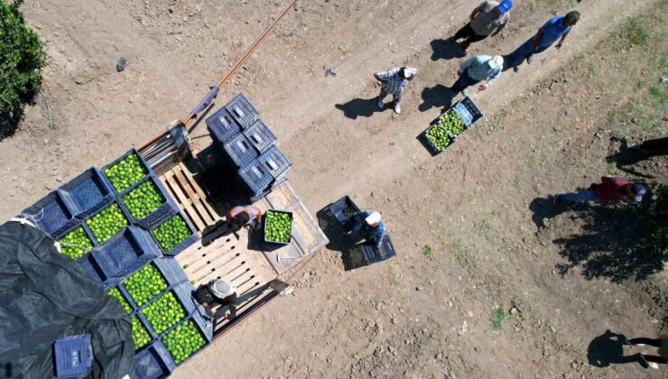 Adana’da limonun fiyatını düşürecek hasat başladı