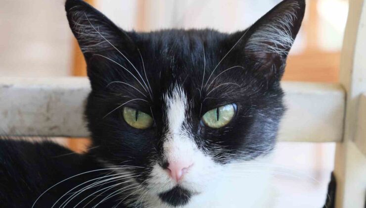 Adana’nın asabi kedisi ’Kızım’ psikopat çıktı