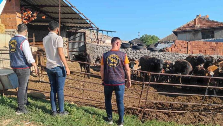 Afyonkarahisar’da çalınan büyükbaş hayvanlar Isparta’da bulundu
