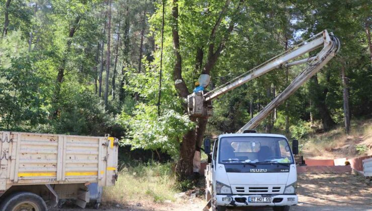 Alanya Belediyesi’nden doğa mirası ağaçlara bakım ve rehabilitasyon