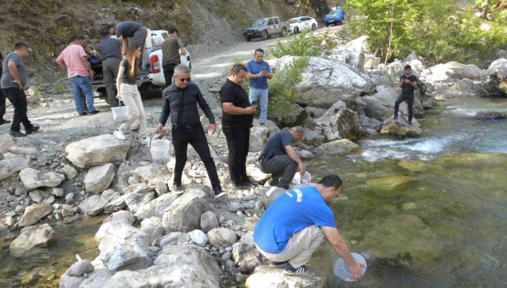 Alara Çayı’na 5 bin adet kırmızı benekli alabalık salındı