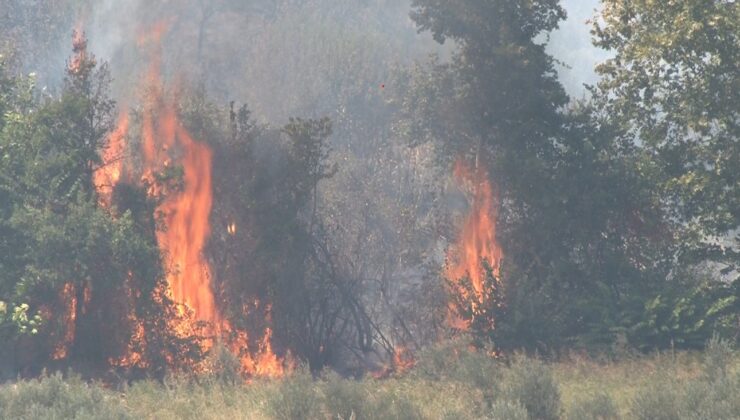 Altınözü’nde çıkan zeytinlik yangını itfaiye ekiplerin müdahalesiyle söndürüldü