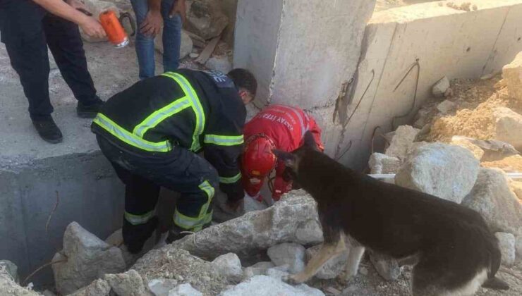 Anne köpek, yavrularını kurtaran ekiplerin başından bir an olsun ayrılmadı