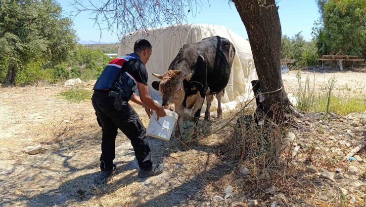Antalya’da ahır yangını: 3 inek, 12 keçi telef oldu