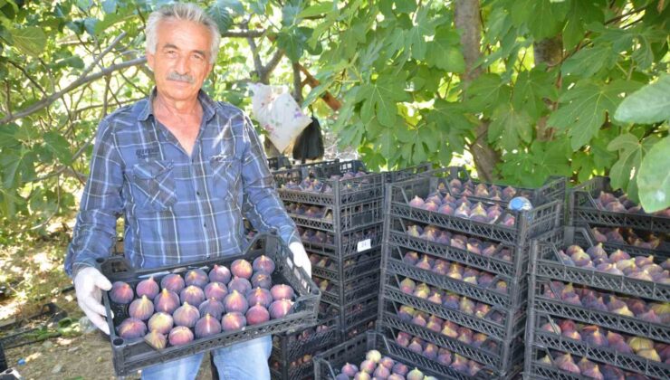 Antalya’da incir hasadı başladı