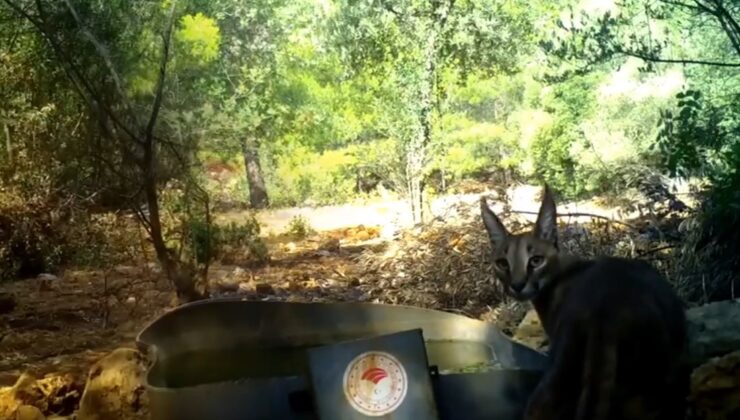 Antalya’da sıcak havandan etkilenen yaban hayvanlarına can suyu