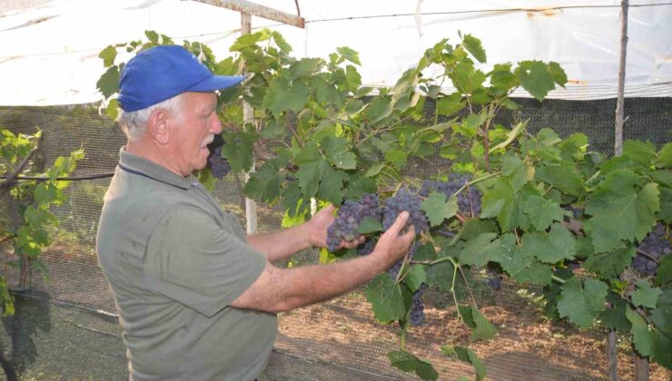 Atalarından kalan asırlık üzüm bağlarını ayakta tutmak için çabalıyor