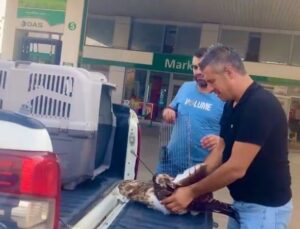 Bahçesine düşen yaralı kartalı telef olmaktan kurtardı