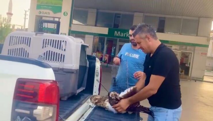 Bahçesine düşen yaralı kartalı telef olmaktan kurtardı