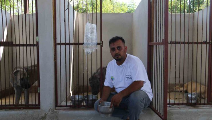 Balçıkta ölümü bekleyen köpeğe hayat kurtaran müdahale