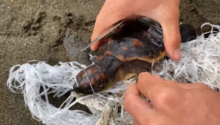 Cankurtaranlar çuvala dolanan caretta carettayı kurtardı