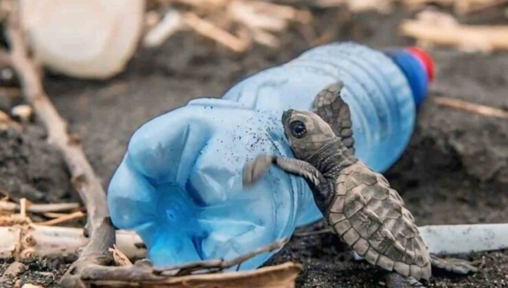 Caretta carettaların plastiklerle mücadelesi