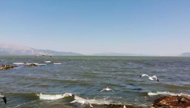 Eğirdir Gölü su kirliliği martı popülasyonunu azaltıyor