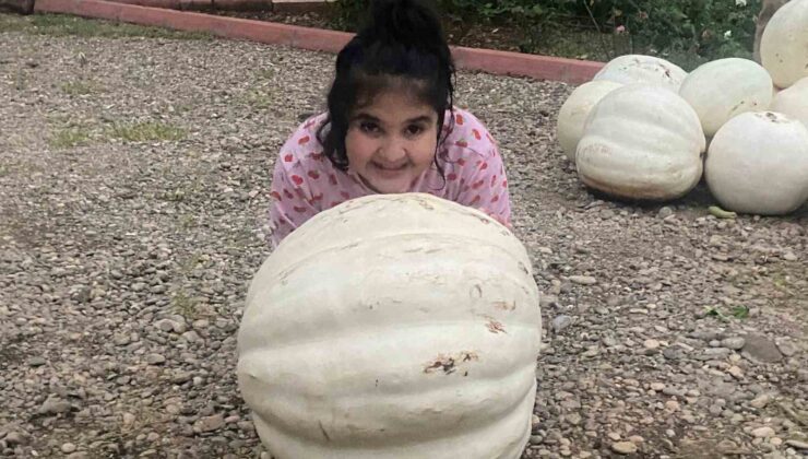 Hobi olarak evinin bahçesine kabak ekti, 500 kilo hasat yaptı