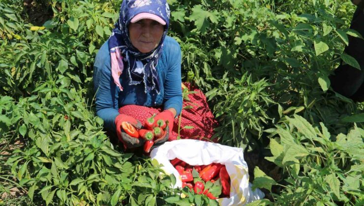 Kavurucu sıcakta acı hasat, ellerini yüzlerine süremiyorlar