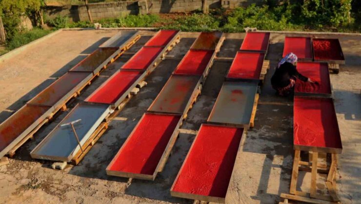 Kırmızı biberin salça olma yolculuğu başladı