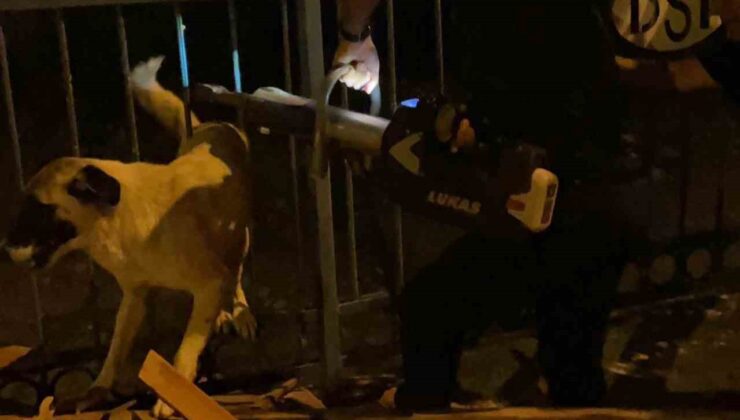Korkuluklarda sıkışan köpeği itfaiye kurtardı