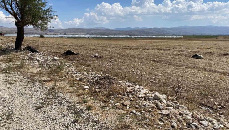 Korkuteli’nde su baskını sebebiyle onlarca hayvan telef oldu