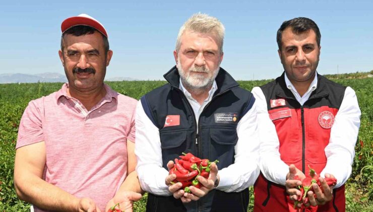 Maraş biberinde hasat dönemi başladı