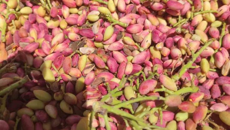 Mersin’de fıstık hasadı