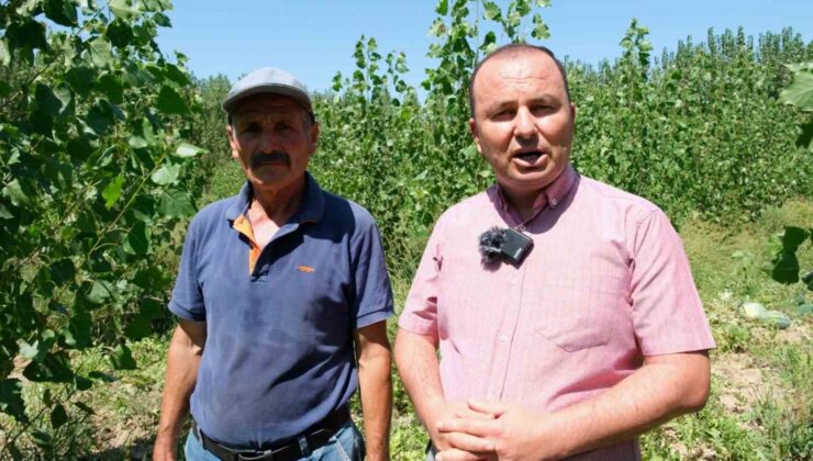 Mersin’de karpuz hasadı başladı