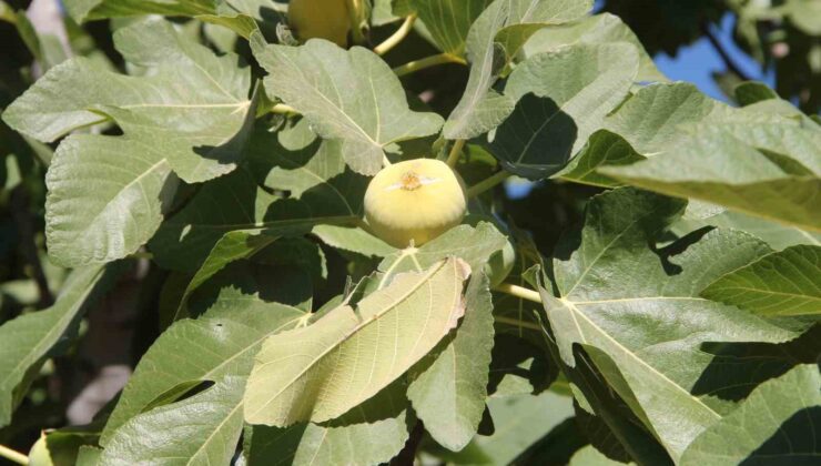 Mersin’in Mut ilçesinde 29’uncu İncir Festivali düzenlendi