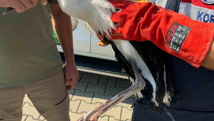 Osmaniye’de cami minaresinde mahsur kalan yaralı leylek kurtarıldı