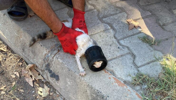 Plastik kavanoza sıkışan kediyi itfaiye kurtardı