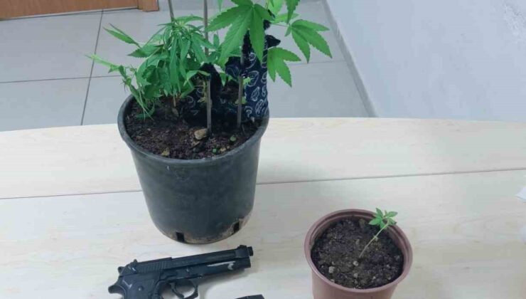 Saksıda kenevir yetiştiren şahıs yakalandı