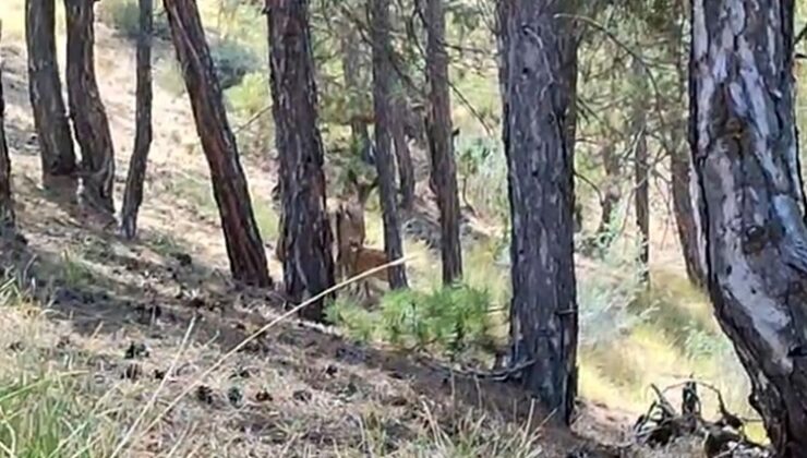 Salda Gölü çevresine bırakılan kızıl geyiklerin yavrusu beslenirken görüntülendi
