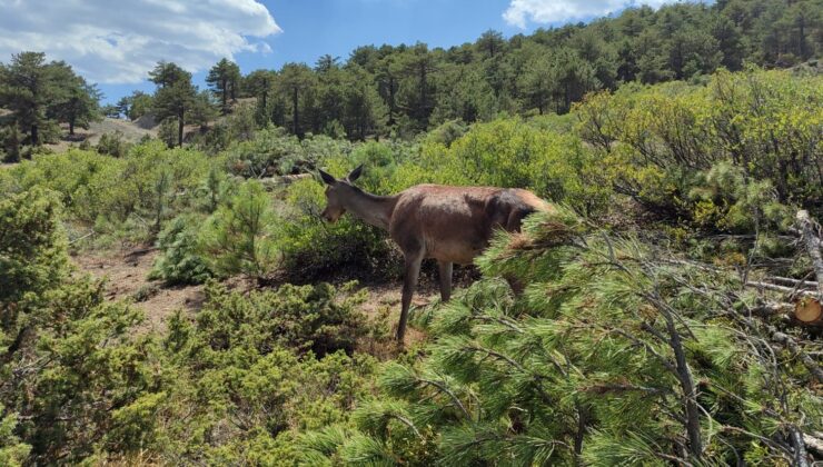 Salda Gölü kenarına bırakılan kızıl geyiklerin ilk kez yavruladığı görüldü