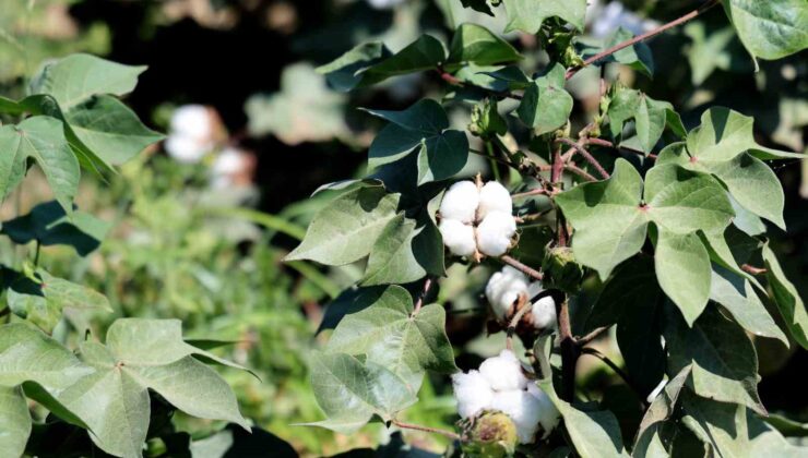 Sıcak hava pamukta rekolteyi düşürdü