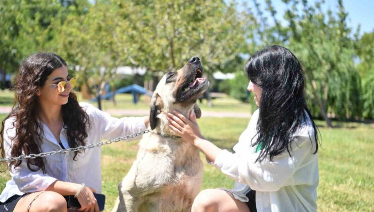 Sütlaç ve Kara’nın artık ailesi var