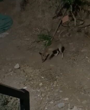 Tilki ve bahçe sahibi arasındaki sohbet gülümsetti :”Kümesten uzak dur, arkadaşlığımız bozulmasın!”