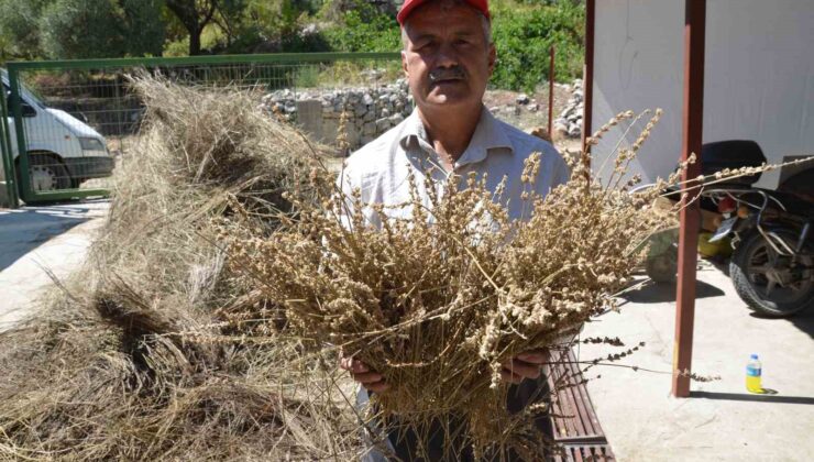 Torosların şifa dağıtan adamı