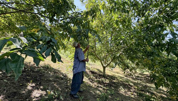 Üreticilerin ceviz hasadı mesaisi başladı