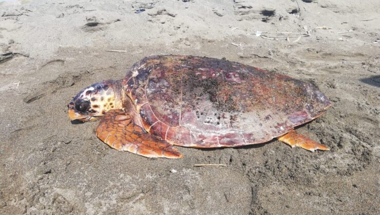 Yaralı caretta caretta tedavi altına alındı