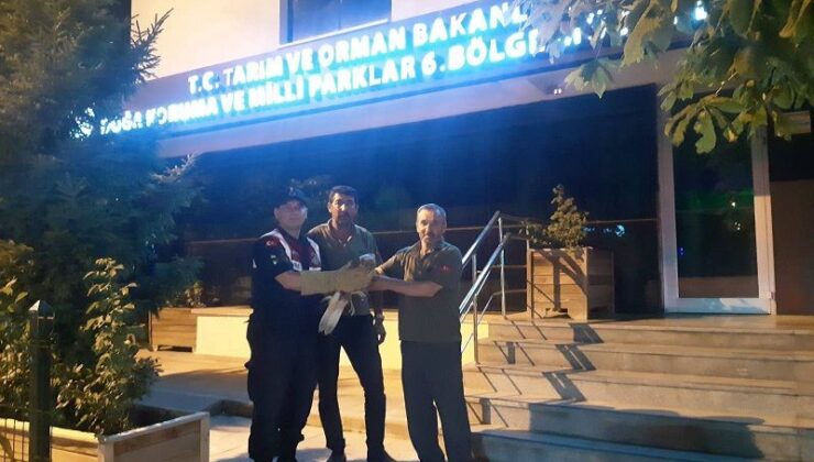Yaralı kızıl şahin jandarma ekiplerince kurtarıldı