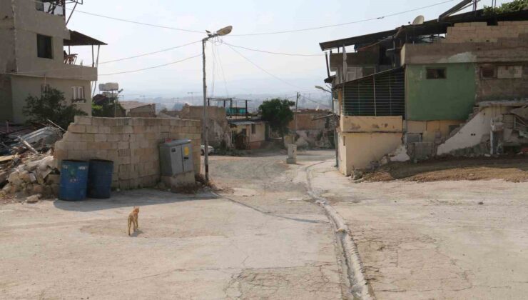 Yaşlı kadının etrafını saran sokak köpeklerinden tedirgin olduğu anlar kamerada