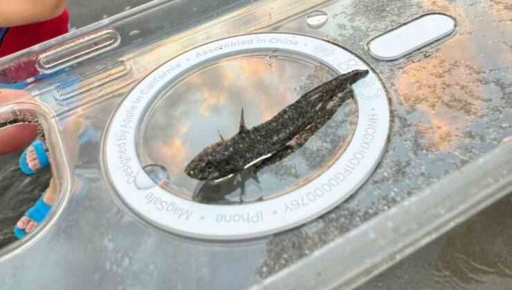 Zehirli dikenli çizgili kedi balığı Adana’da görüldü