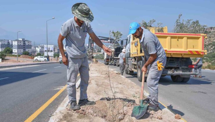 Zeytin Dalı Şehitleri Caddesi’ne 100 zeytin fidanı