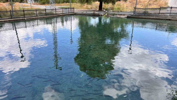 6 Şubat depremlerinde kaybolduğu iddia edilen balıklar yeniden ortaya çıktı