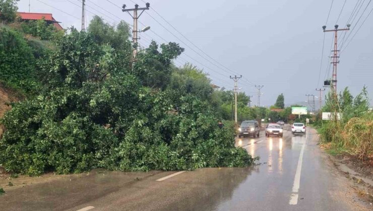 Adana’da fırtına ağaç devirdi